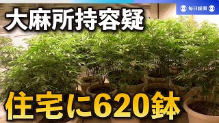 販売目的で大麻所持容疑、16人逮捕　住宅に620鉢　群馬県警