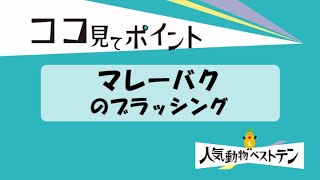 【東山動植物園公式】2020動物ベストテン～マレーバク②ブラッシング～《 マレーバク　バク 》