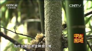 探秘新发现系列片（1）——奇思妙想南国竹   【 走遍中国20150703 】