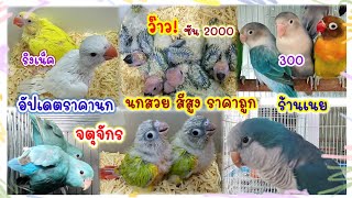 ว๊าว! ซัน2000 นกสวย สีสูง ราคาถูก จตุจักร ร้านเนย