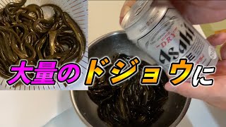 プリプリのドジョウにビールをかけてみたら・・・！！閲覧注意　　最高の栄養！　ドジョウ１匹うなぎ１匹　ドジョウ料理