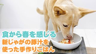 【簡単手作り犬ご飯】食から春を感じる新じゃがの豚汁を使った手作りごはん【帝塚山ハウンドカム】