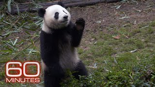 60 Minutes reports on the giant panda's comeback from extinction