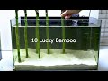 Building a Lucky Bamboo Betta Aquarium!