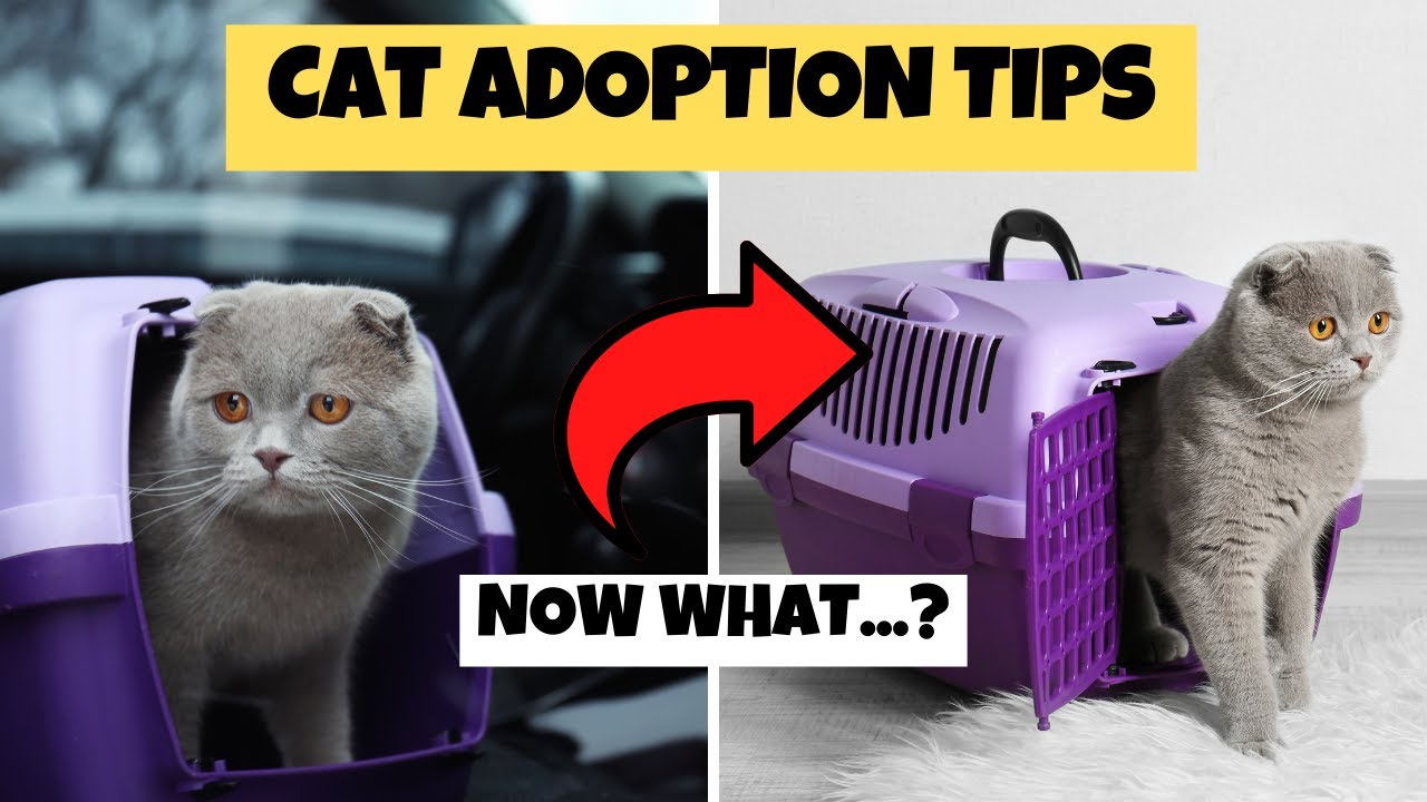 10 Things To Know AFTER Adopting A Cat - YouTube