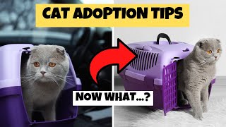 10 Things to Know AFTER Adopting a Cat