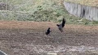 【野生動物・キジ】オスの縄張り争い