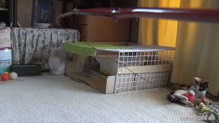 楽して保護子猫（ミケ）を疲れさせれるおもちゃを作ってみた I've come up with a toy kitten with fishing rod 【ミケ日記】