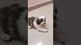 shih tzu barking sound effect|shihtzu puppy|#shorts