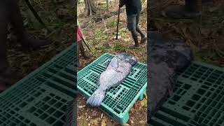 Humphead parrot fish caught by the locals in Shortland islands