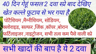 गेहूं कल्ले का साइज ग्रोथ कैसे बढ़ाएं l 40, 45 , दिन फसल 2 दवा स्प्रे सभी तत्वों वाली बम्फर दवा l