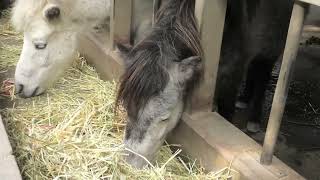 今治市野間馬ハイランド 日本最小の在来馬 野間馬