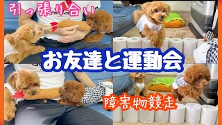 子犬達の大運動会【トイプードルのサラ＆マルプーのみーなちゃん】Dog athletic meet