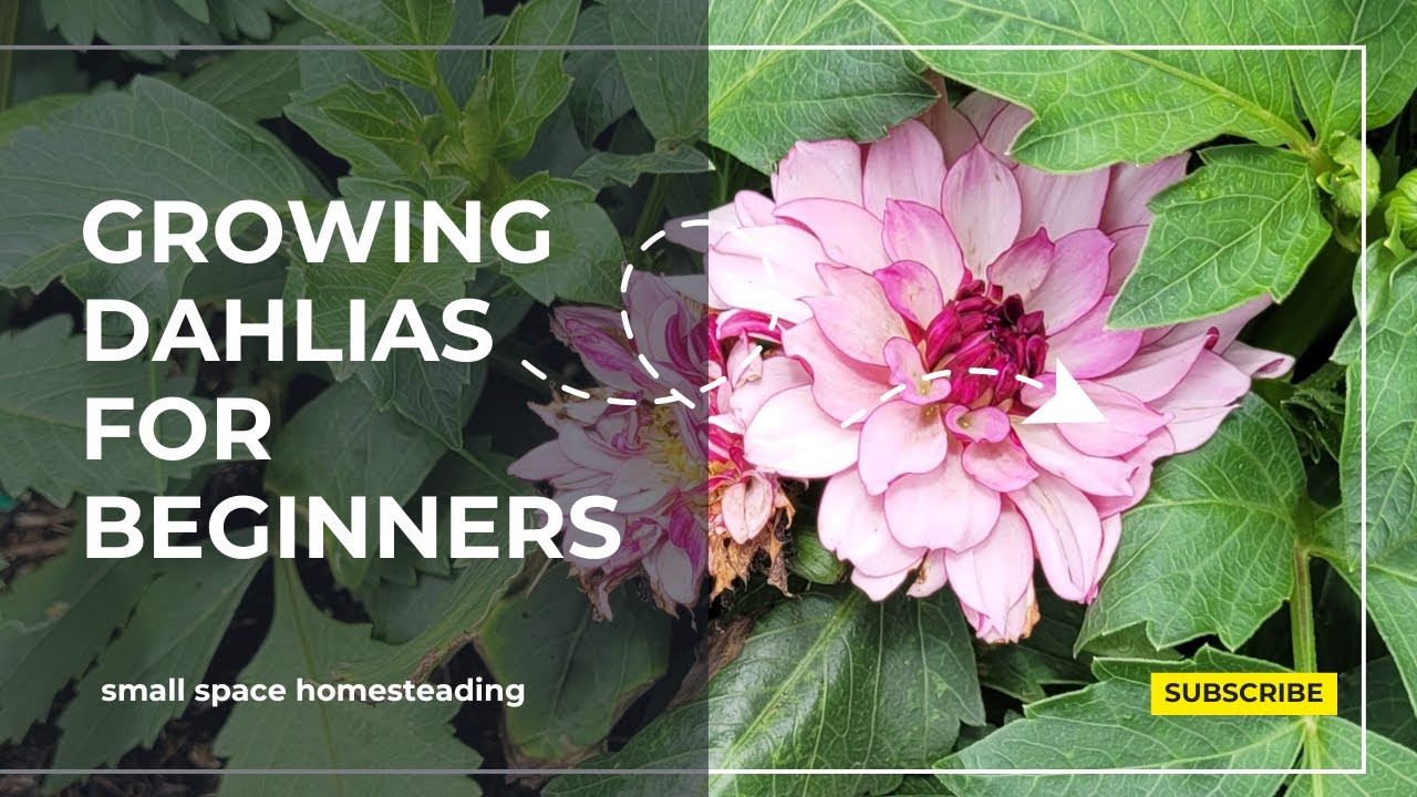 Growing Dahlias For Beginners Youtube