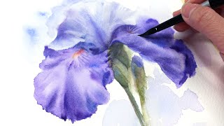 How To Paint An Iris Flower In Watercolor Tutorial