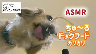 犬【ASMR】 ちゅーる・カリカリドッグフード🐾下から肉球