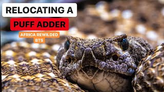 Relocating a Puff Adder | Africa ReWilded BTS