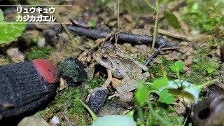 リュウキュウカジカガエル/2023.7.2