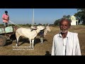 powerful hallikar bullock cart bulls running