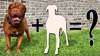 Top 8 Incredible French Mastiff Cross Breed Dogs | Dogue de bordeaux Mixes