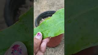 ବ୍ରହ୍ମକମଳ ଗଛର ଯତ୍ନ କିପରି ନେବେ....#youtubeshorts #brahmakamal #viral #2023 #gardening #shorts