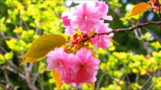 Hiking in Japan.May 4,2019. 外秩父　丸山エリア　埼玉県民の森