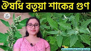 বথুয়া শাকের উপকারিতা | বেথুয়া শাকের গুণাগুণ | Bothua Shak Er Upokarita | Bethua Shaak Khele Ki Hoy