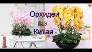 Семена Орхидеи из Китая распаковка и посадка семян Aliexpress