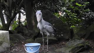 2018.09　伊豆シャボテン動物公園　ハシビロコウのビルの食事