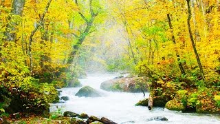 Autumn Colors of Oirase Stream Aomori Japan [4K UHD] 紅葉の奥入瀬渓流 The Beautiful Scenery of Japan