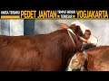 Harga Pedet Jantan Terbaru Pasar Sapi Ambarketawang Pusat Grosir Terbesar Yogyakarta !!