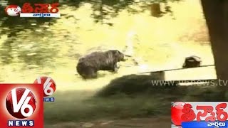 Bear attack on villagers at Warangal district - Teenmaar News