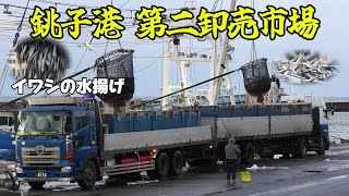 【豊漁！】銚子漁港 第二魚市場 いわしの水揚げ｜The landing of sardine at Choshi Fishing Port