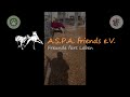 aspa friends e.v. hilft galgos und hunden in not gucci und amador tauen langsam auf 🧡 eindrücke