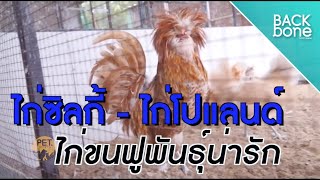 ไก่ซิลกี้ - ไก่โปแลนด์ ไก่ขนฟูพันธุ์น่ารัก | สัตว์เลี้ยงแสนน่ารัก