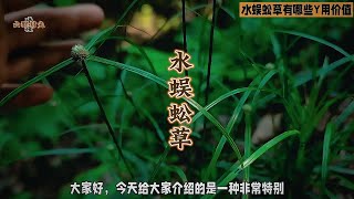 水蜈蚣草大揭秘：不仅美观，还有这些神奇功效