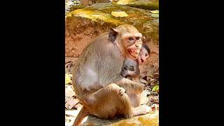 Protect Child #monkey #monkeylover #shorts