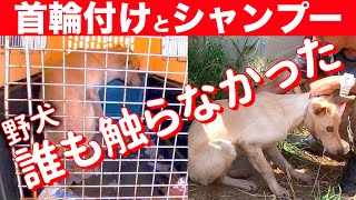 噛む野犬？噛まない？誰も触ったことがない野犬に首輪つけてシャンプー？