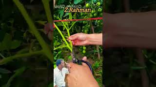 অতি অল্প সময়ে টমেটো খেতে চাইলে। #bangla #farming #এগ্রিকালচার #টমেটো #টমেটো চাষ #টমেটো চাষ পদ্ধতি