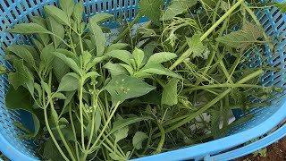 สวนผักไทยในญี่ปุ่น เข้าสวนเก็บผัก | Vegetable Harvest | Breakfast 03/07/2019