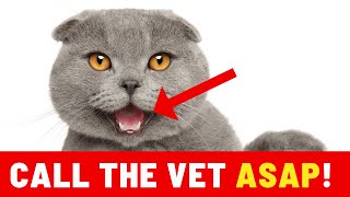 If Your Cat Does This, IMMEDIATELY Call The Vet