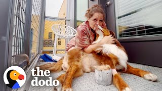 The Vet Told This Woman Her Dog May Never Walk Again | The Dodo