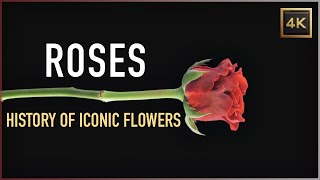 Roses: The Remarkable History of Iconic Flowers | 4K