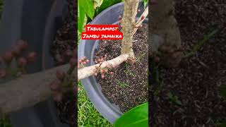 Tabulampot jambu jamaika