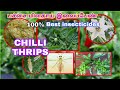 பச்சை மிளகாயை தாக்கும் இலைப்பேன் | Chilli Black Thrips Control | Western Flower Thrips Control |#tat