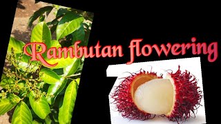 Rambutan -(Nephelium lappaceum L.)//flowering//pollination-honeybees