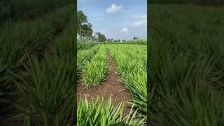 Smart Napier grass, Indonesian smart Napier grass for goats and cows call 8552960071