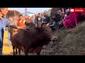 goru judai 2081 dhading bull fight nepal 🇳🇵 shakranti