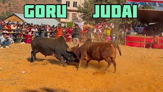 Goru Judai 2081 Dhading | Bull Fight Nepal 🇳🇵 | Shakranti |