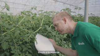 Rivulis Super Fogger : Contrôle efficace du climat dans votre serre